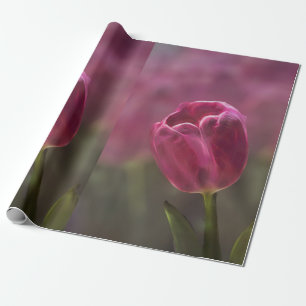 Papel De Presente Tulip Bokeh Rosa