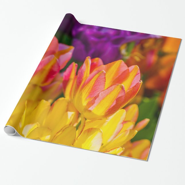 Papel De Presente Tulipas Encantando 16 (Desenrolado)