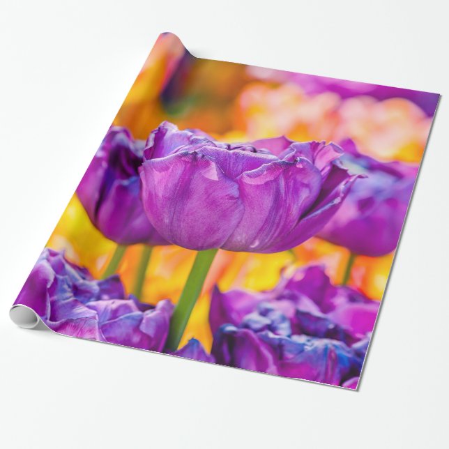 Papel De Presente Tulipas Encantando Roxo (Desenrolado)