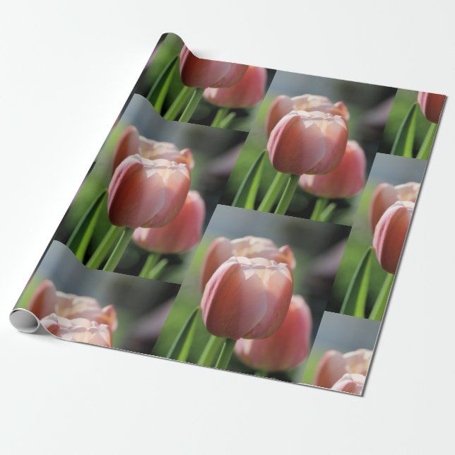 Papel De Presente Tulipas Rosa (Desenrolado)