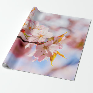 Papel De Presente Um Belo Monte De Flores Sakura No Fundo Rosa