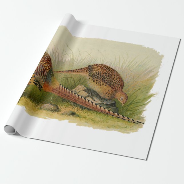 Papel De Presente Um par de faisão necked do anel em um campo (Desenrolado)
