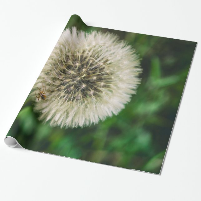 Papel De Presente Uma Aranha Em Um Dandelion (Desenrolado)