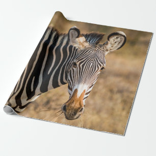 PAPEL DE PRESENTE UMA CURIOSA ZEBRA NA RESERVA NACIONAL DE SAMBURU
