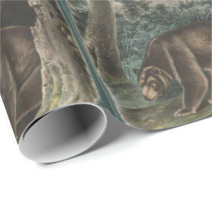 Papel De Presente Urso Cinnamon de John James Audubon