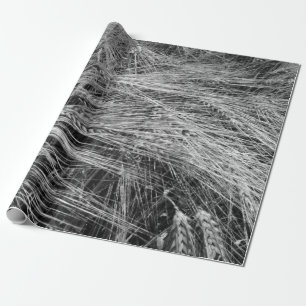 Papel De Presente Ursos de cevada (Hordeum vulgare)