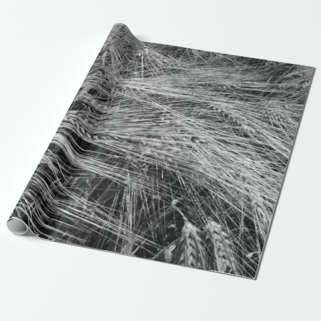 Papel De Presente Ursos de cevada (Hordeum vulgare) (Desenrolado)
