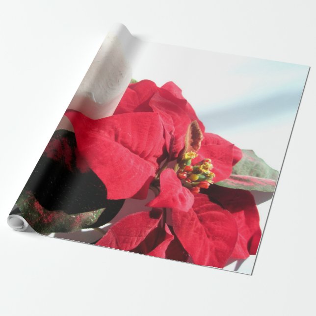 Papel De Presente Vela e Poinsettia no Natal (Desenrolado)