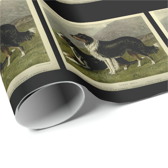 Papel De Presente Vintage border collie (Ponta do rolo)