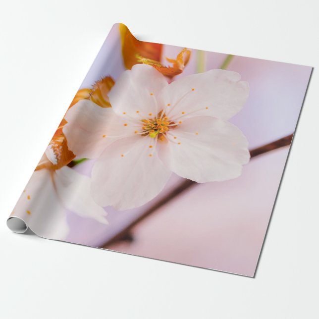 Papel De Presente Vista Frontal Da Flor Sakura Na Época Da Primavera (Desenrolado)