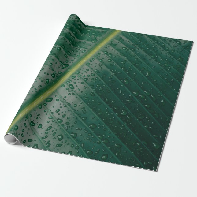 Papel De Presente Water droplets on banana leaf (Desenrolado)