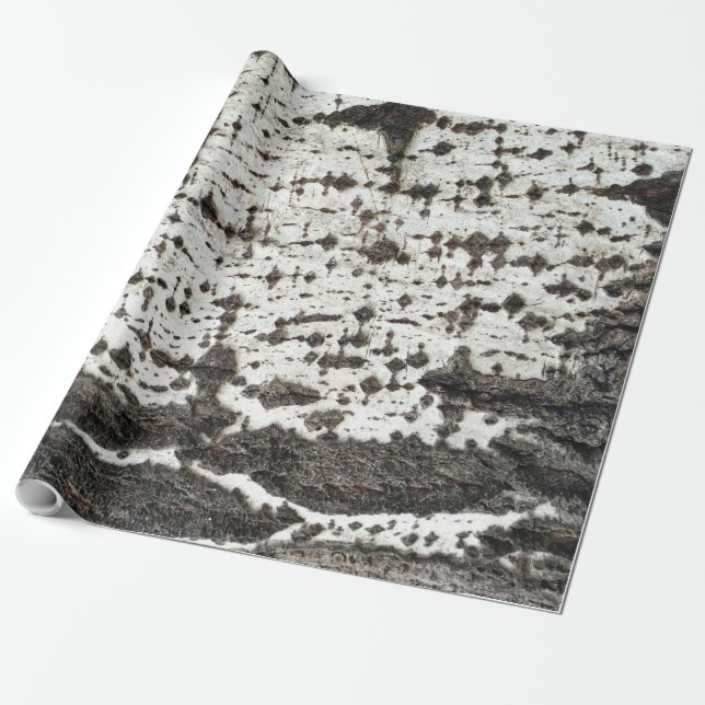 Papel De Presente Weathered birch trunk (Desenrolado)