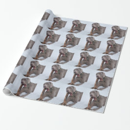 Papel De Presente Weimaraner