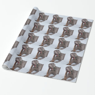 Papel De Presente Weimaraner