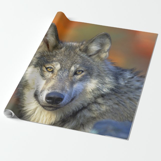 Papel De Presente Wolf_2015_0302 (Desenrolado)