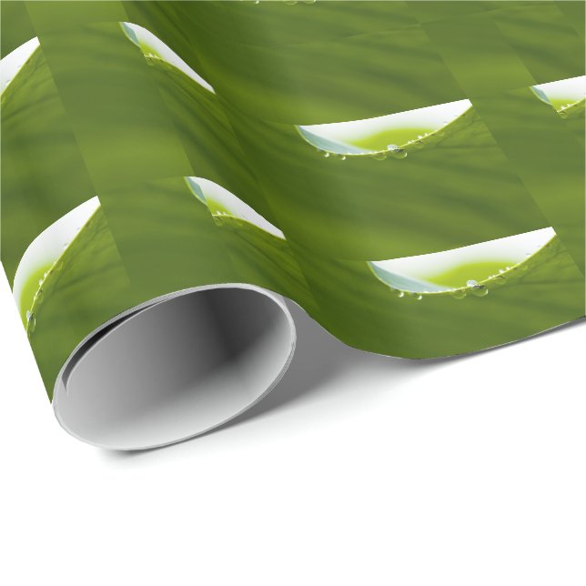 Papel De Presente Zen Love Green Lotus Leaf Water Drop (Ponta do rolo)