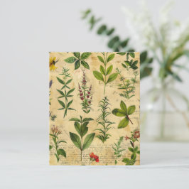 Papel de Scrapbook de Ervas Botânicas Vintage