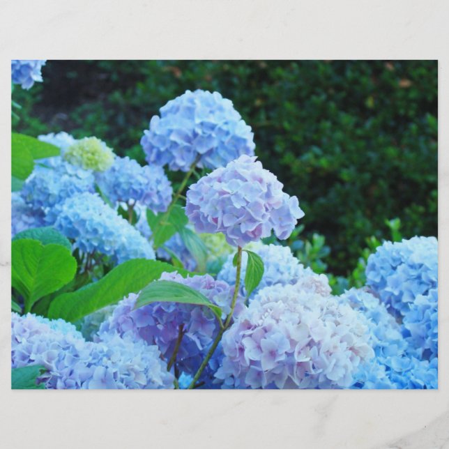 Papel de scrapbook Flores de Hortênsia Azul Jardim (Frente)