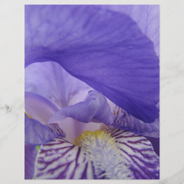 Papel de scrapbook Flores de Íris Roxa Íris Floral (Frente)