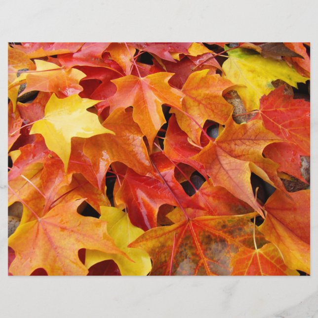 Papel de scrapbooking folhas de outono Folhas de o (Frente)
