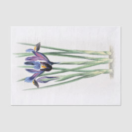 Papel De Seda A aguarela do vintage da íris no creme