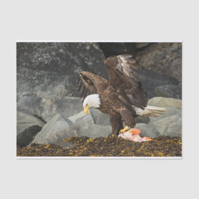 Papel De Seda A Águia Bald (Frente )