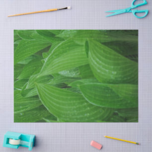 Papel De Seda A Hosta Verde sai com o Livro de Tecidos de Gotas 