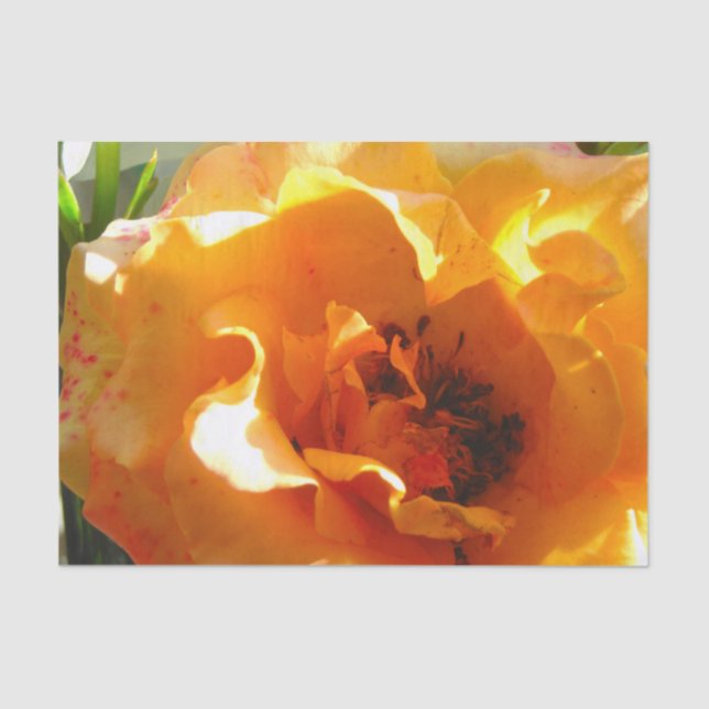 Papel De Seda A laranja bonito aumentou (Frente )