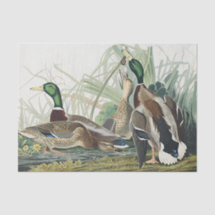 Papel De Seda A pintura de pássaro de Audubon, Pato de Mallard