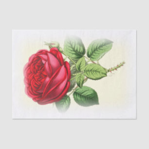 Papel De Seda A rosa vermelha do vintage no creme desvanece-se