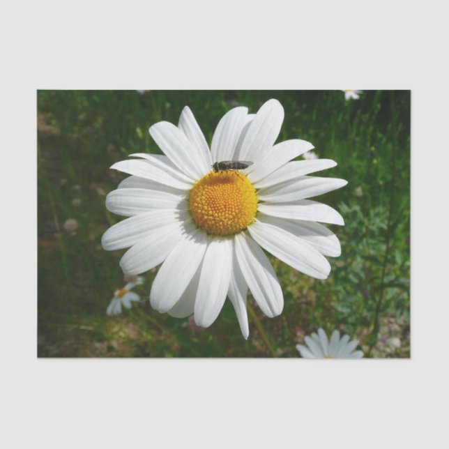 Papel De Seda Abelha na Daisy Alaskan Summer Nature Photo (Frente )