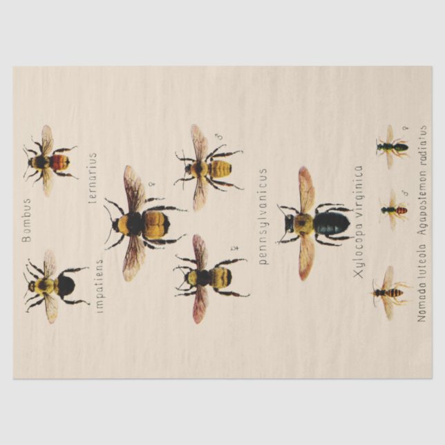 Papel De Seda Abelhas Vintage (Frente )