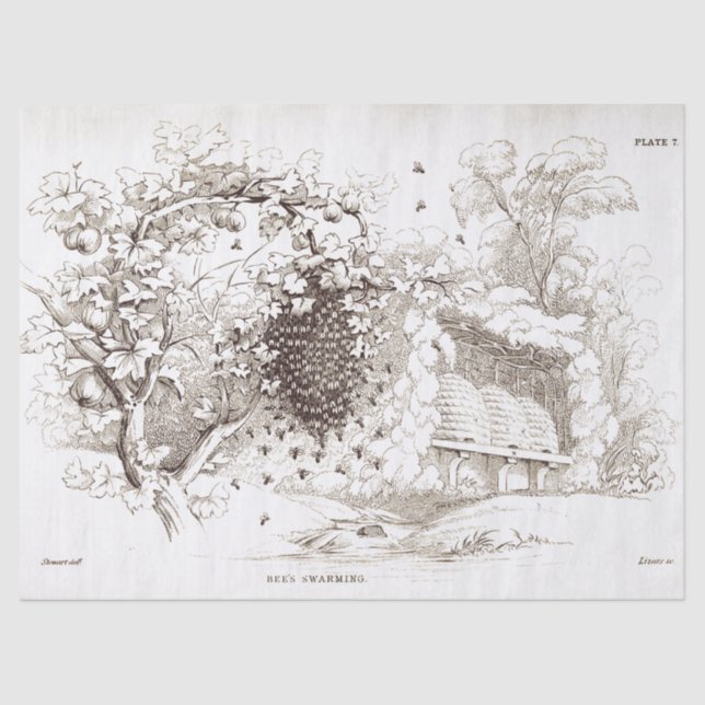 Papel De Seda Abóbora De Abelhas (Frente )