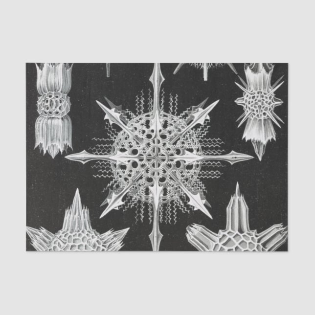 Papel De Seda Acanthophracta, Wunderstrahlinge Aquatic Animal (Frente )