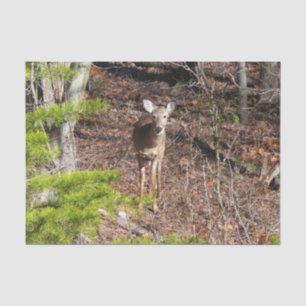 Papel De Seda Adorável cervo na fotografia da natureza