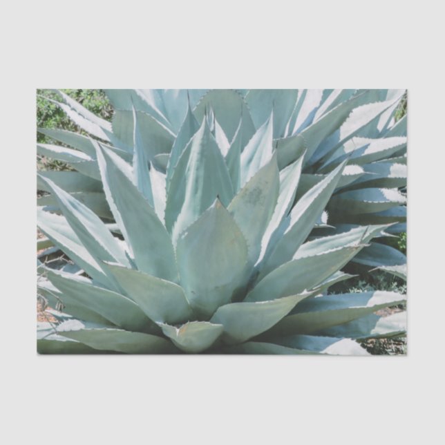 Papel De Seda Agave Succult Plant Cactus Green Sage cinza (Frente )