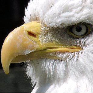 PAPEL DE SEDA ÁGUA ÁGUA DE PRESA