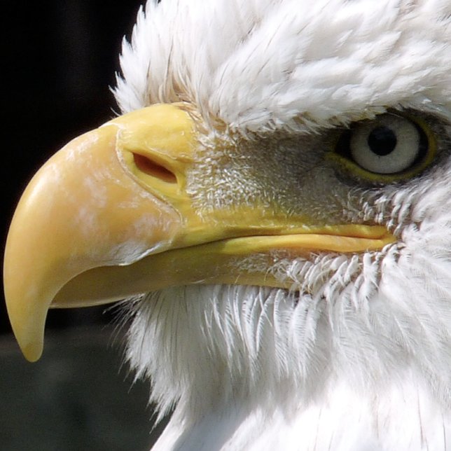 PAPEL DE SEDA ÁGUA ÁGUA DE PRESA (Criador carregado)