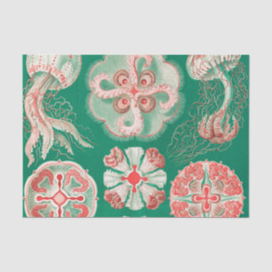 Papel De Seda Água-viva, Desconto de Ernst Haeckel
