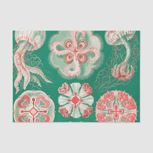 Papel De Seda Água-viva, Desconto de Ernst Haeckel (Frente )