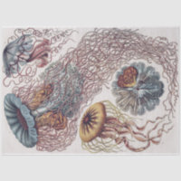 Água-viva marinha - Desordem Ernst Haeckel