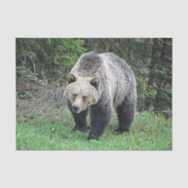 Papel De Seda Alaska Grizzly Bear Wildlife Photo
