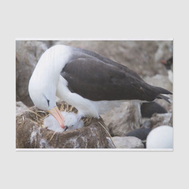 Papel De Seda Albatroz com pintinho (Frente )