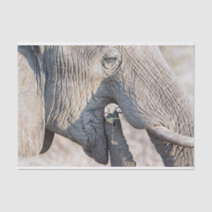 Papel De Seda Alimentação elefante