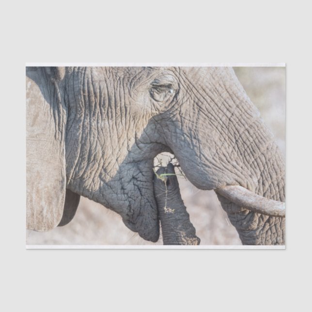 Papel De Seda Alimentação elefante (Frente )