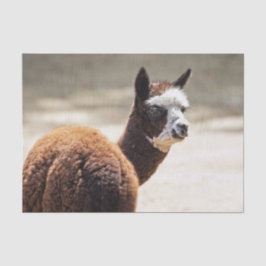 Papel De Seda Alpaca Brown and White Animal Photo