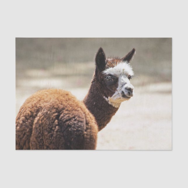 Papel De Seda Alpaca Brown and White Animal Photo (Frente )
