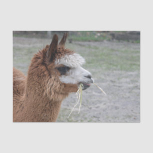 Papel De Seda Alpaca Eating Hay Animal Photo