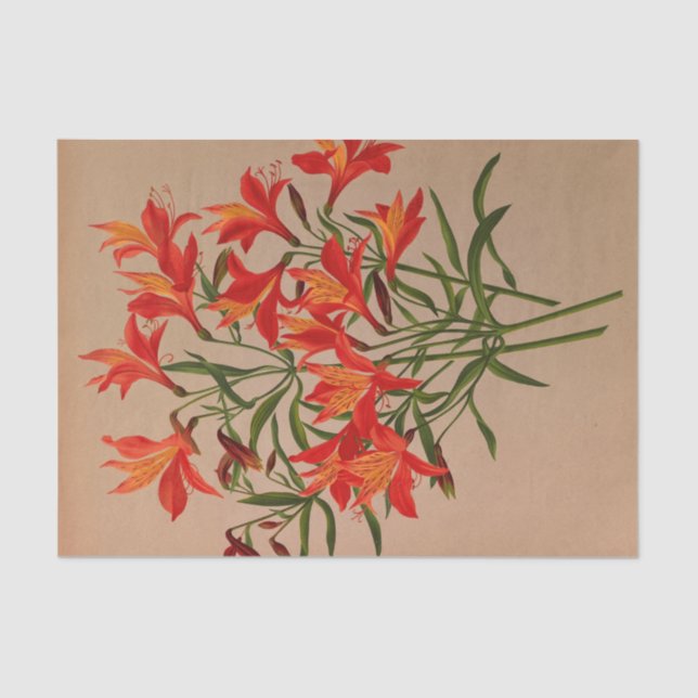 Papel De Seda Alstroemeria Aurantiaca por Arentina Arendsen (Frente )