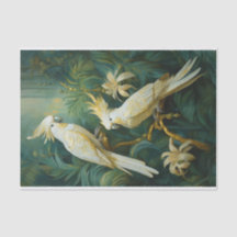 Amantes de Cacatua, Elegância de Penas Brancas